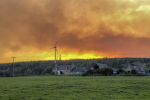 Wildfire moray