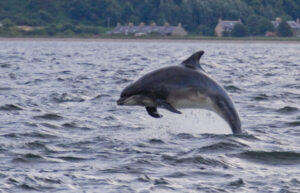 Dolphins in the Moray Firth