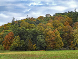 Cluny Hill woodland